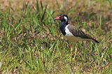 Red-wattled Lapwingborder=